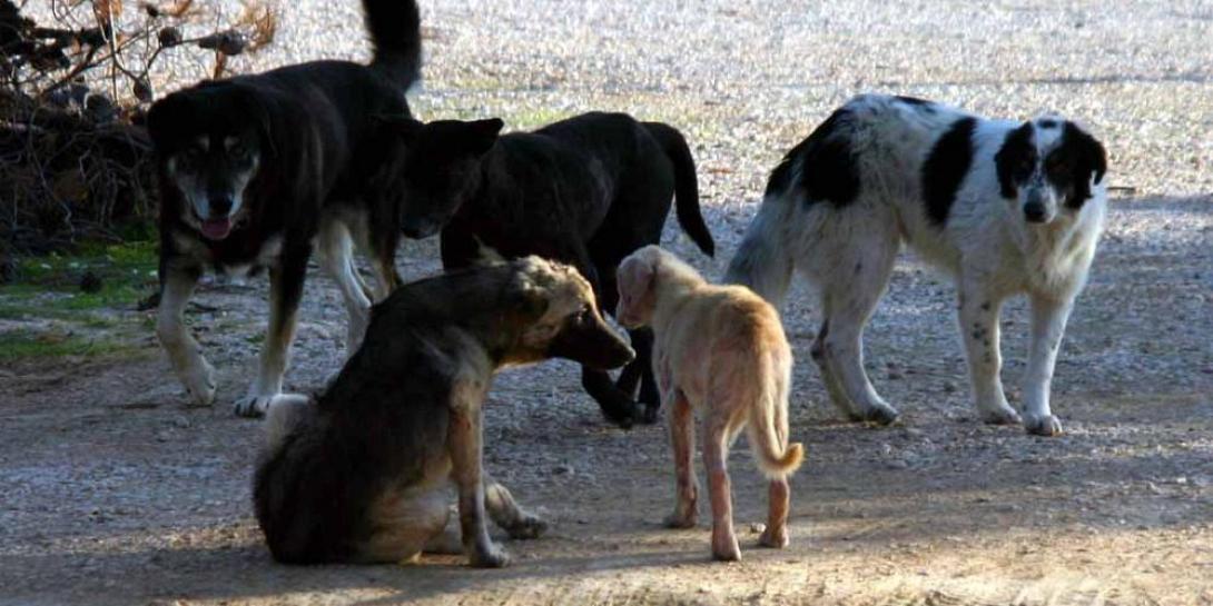 ΑΔΕΣΠΟΤΑ ΣΚΥΛΙΑ