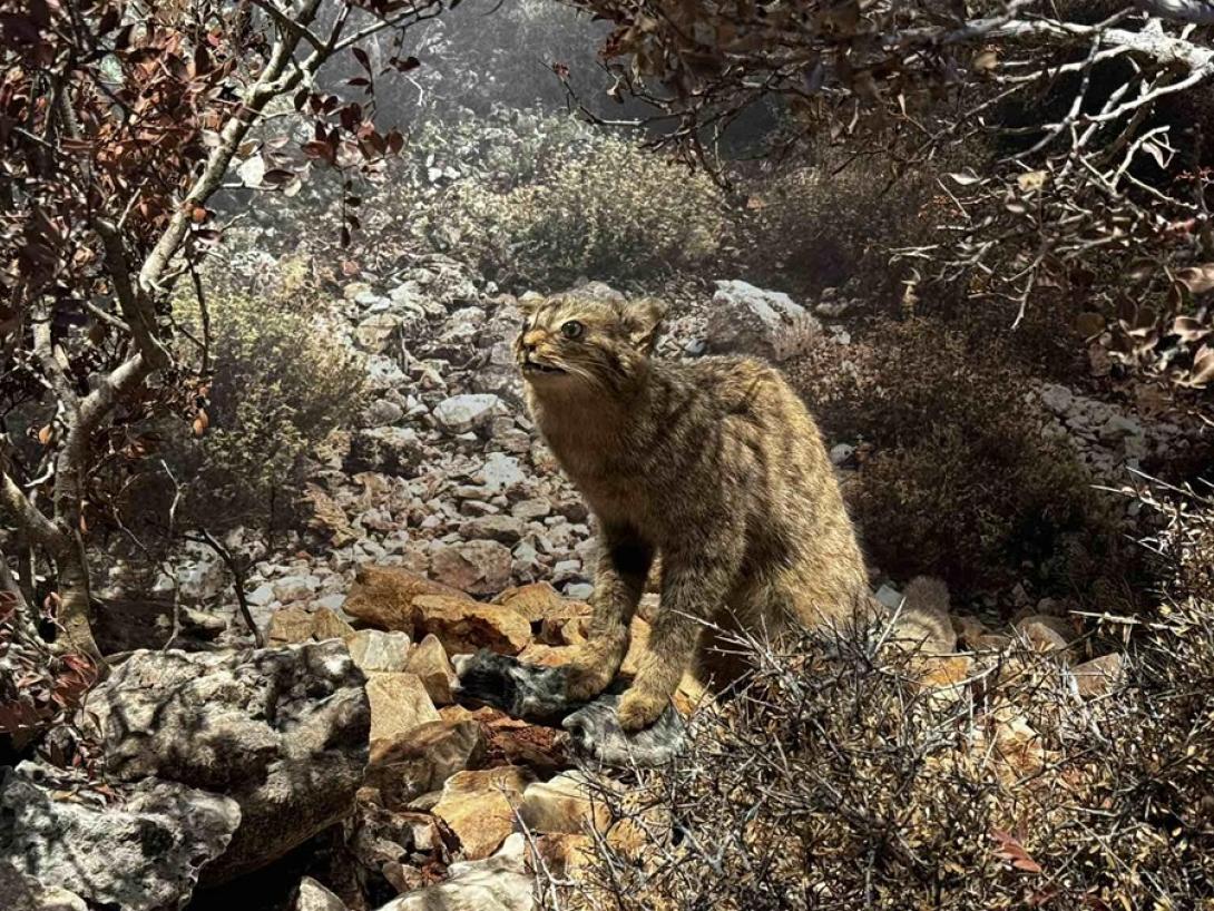 Αγριόγατος Κρήτης