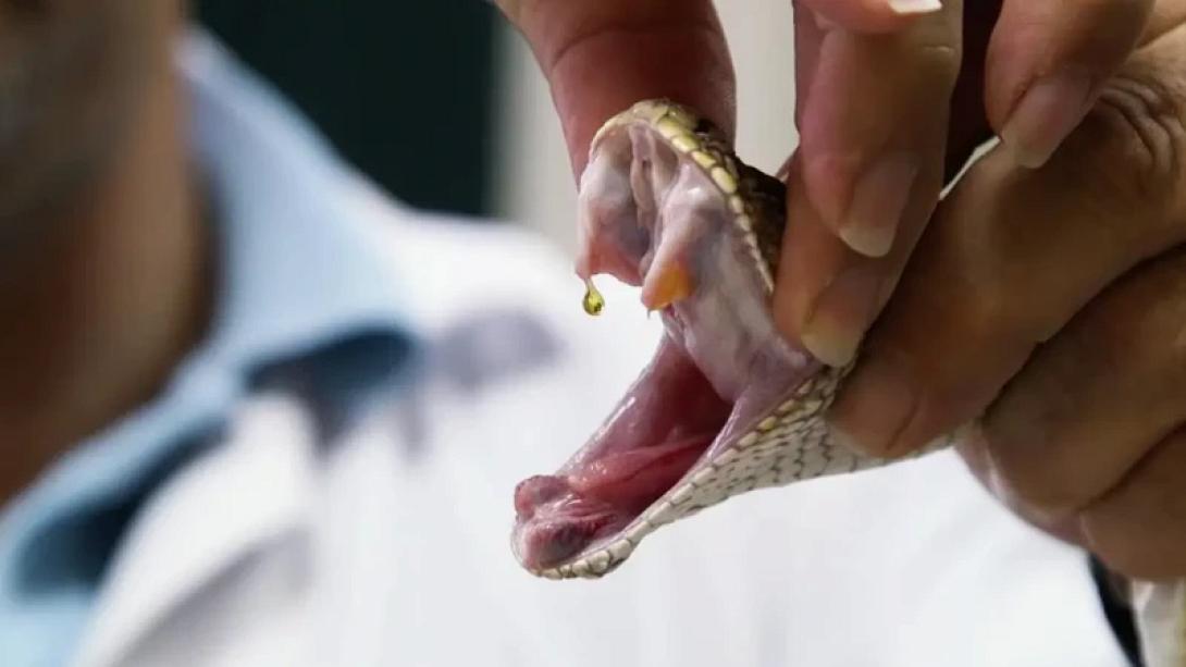 αντιοφικος ορος