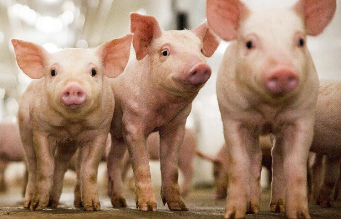 γουρουνάκια ΗΠΑ