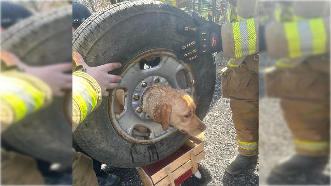 λαμπραντόρ ρεζέρβα ΗΠΑ