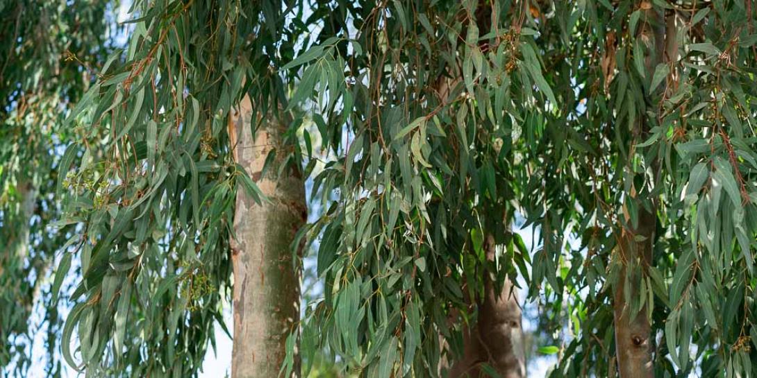 ευκάλυπτος
