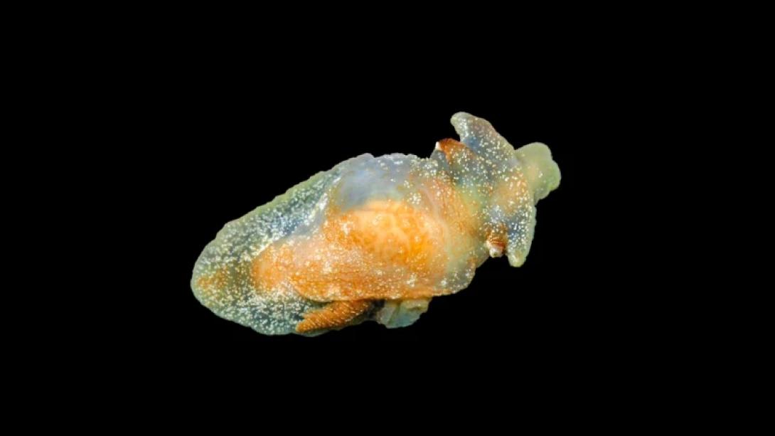 θαλασσιο πλασμα