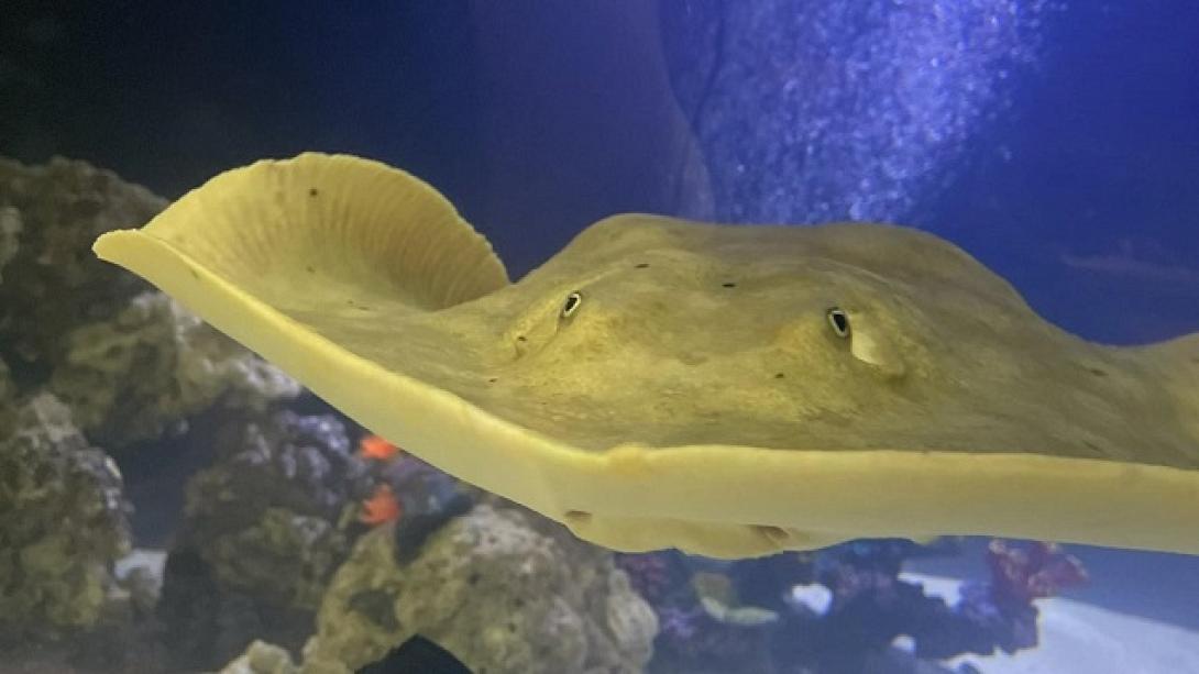 Σαλάχι έγκυος