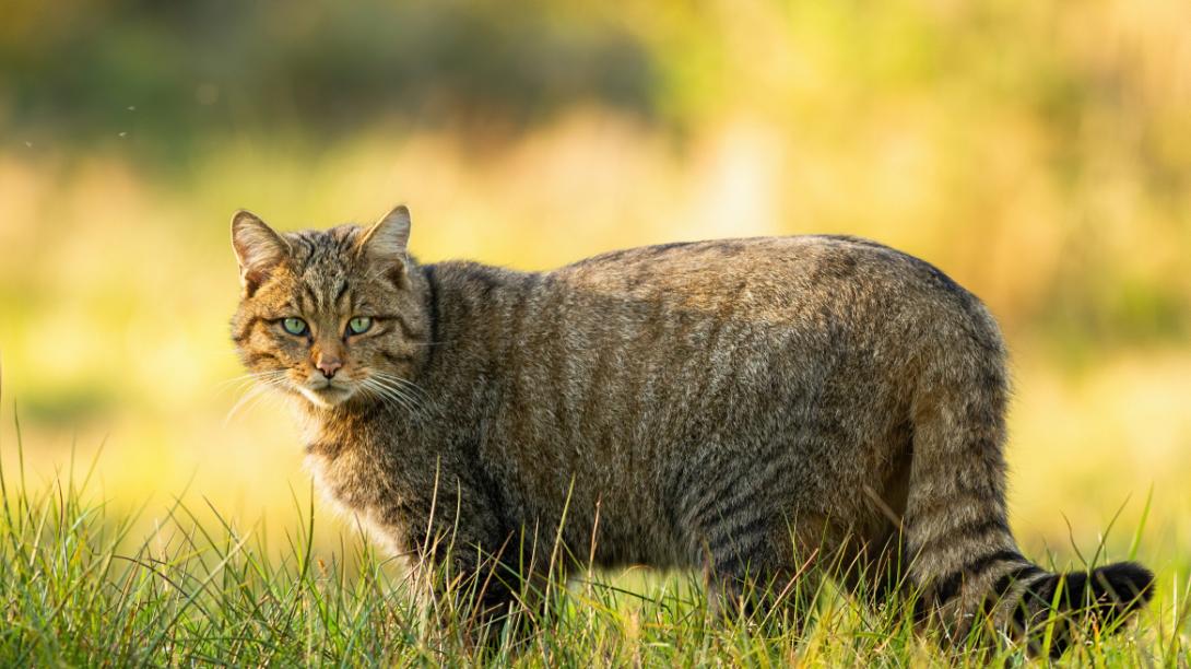 αγριόγατος