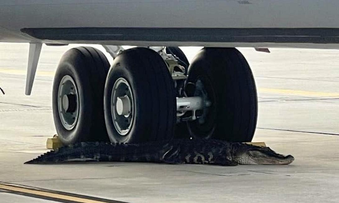 αλιγάτορας ΗΠΑ