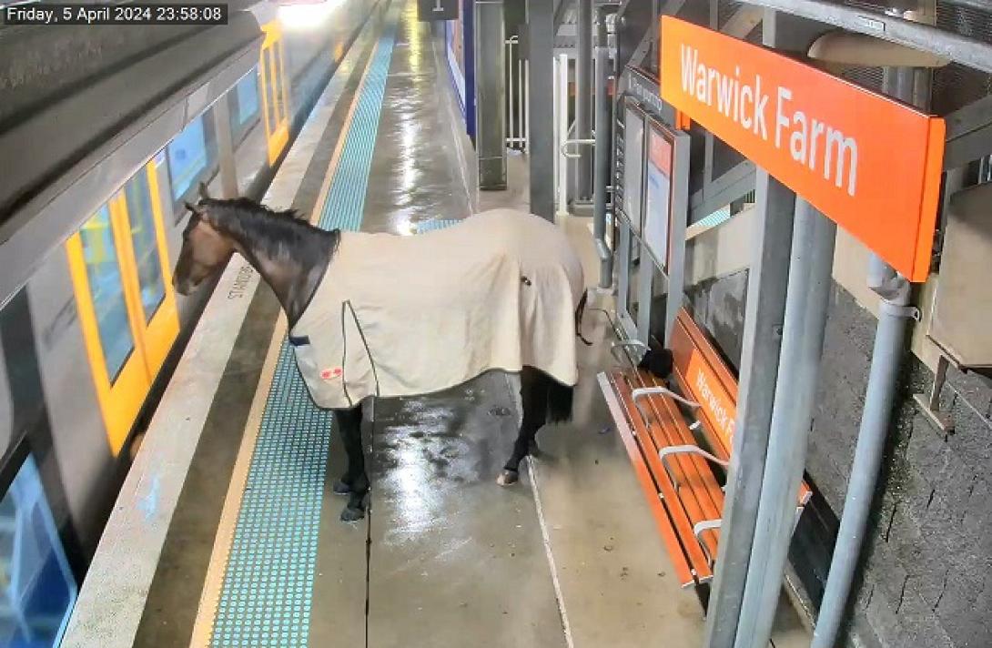 άλογο τρένο