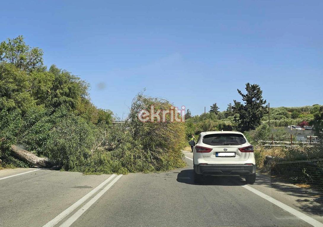 πτώση δέντρου