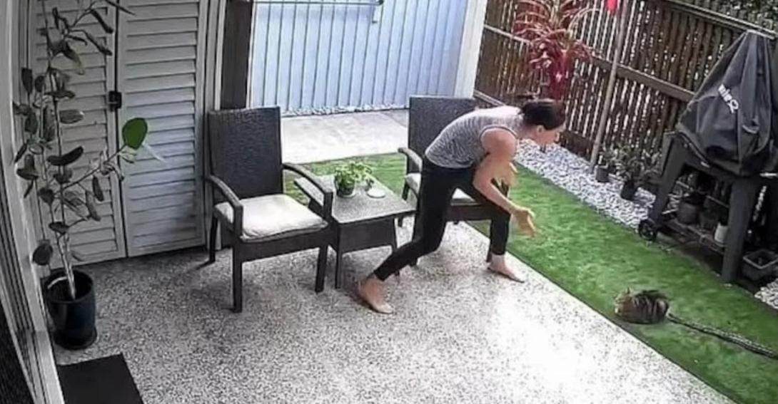 γάτα πύθωνας