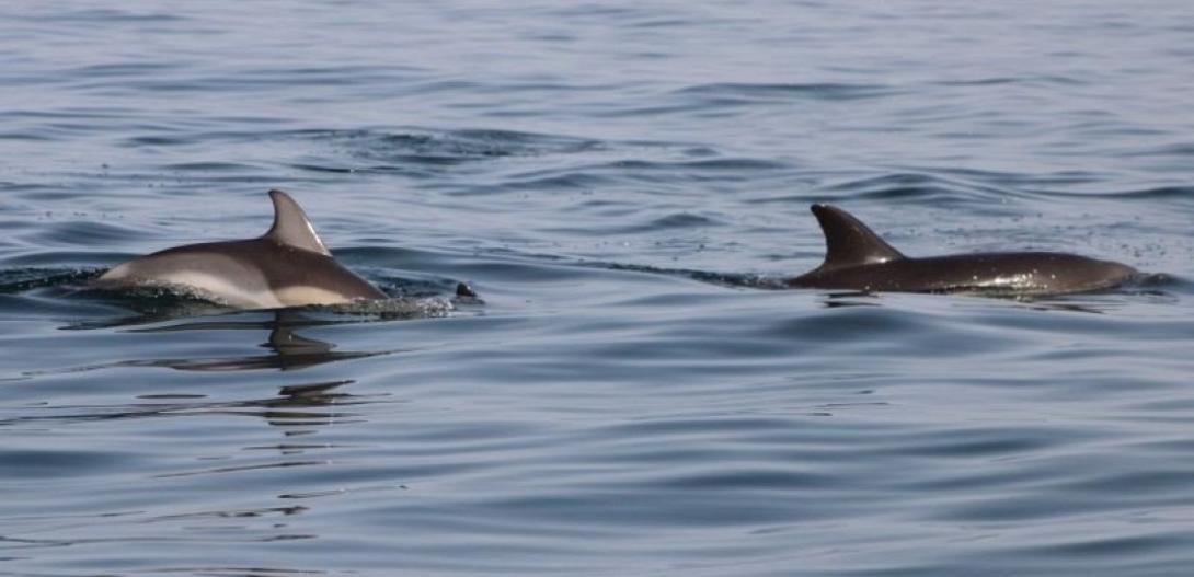 Δελφίνι 
