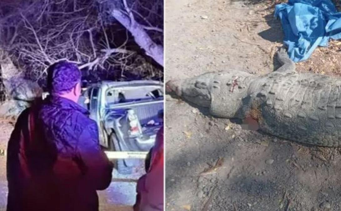 μεξικο κροκοδειλος