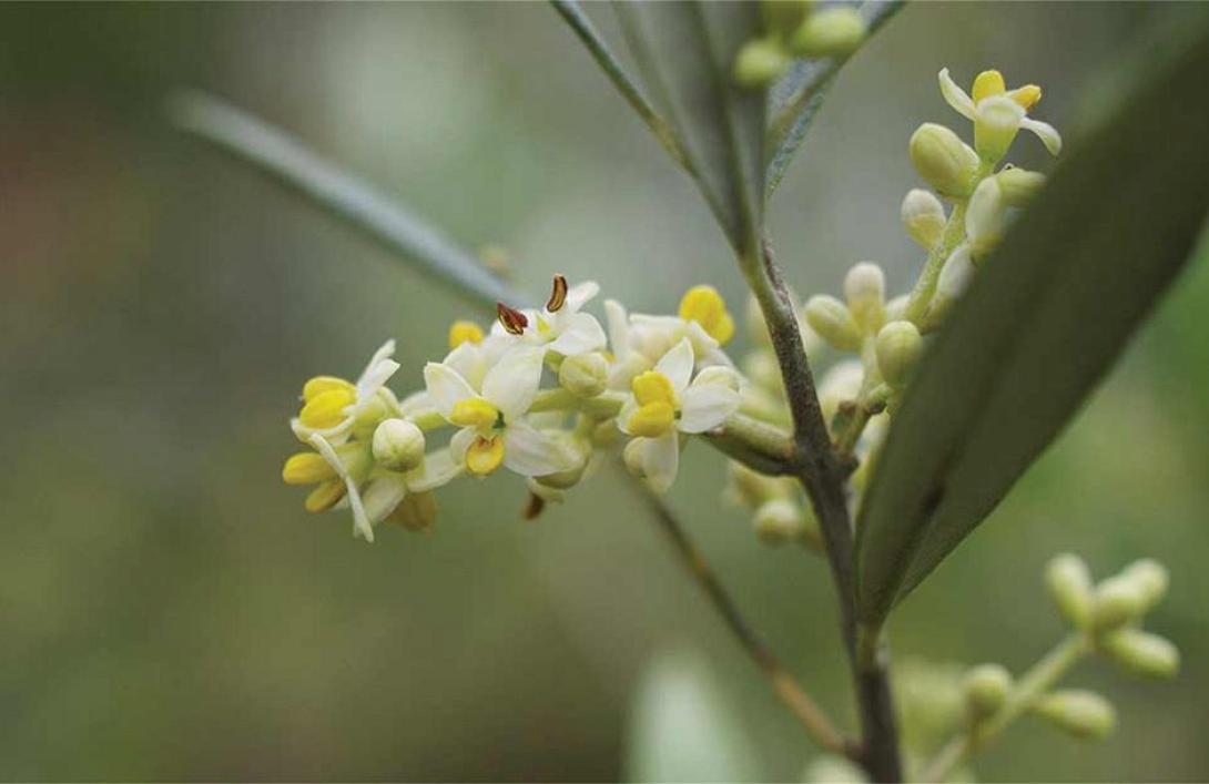 λουλουδάκια