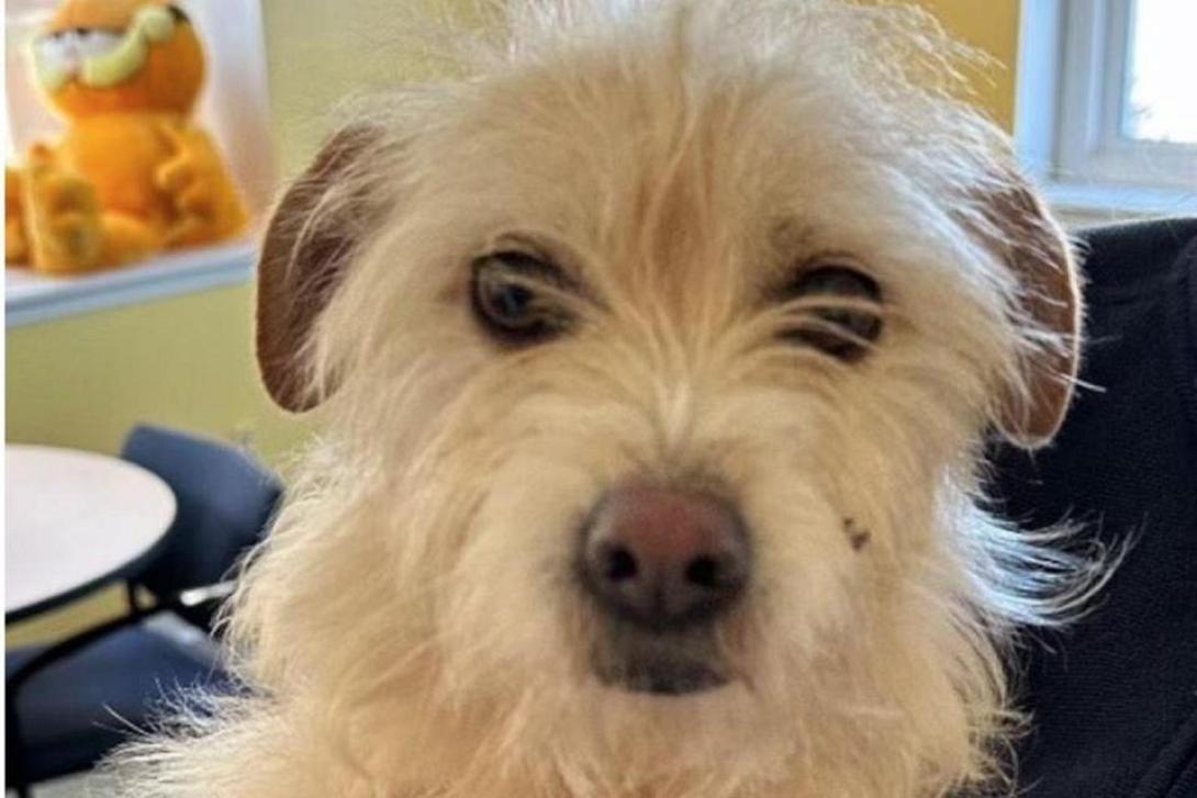 μίσκα σκυλίτσα