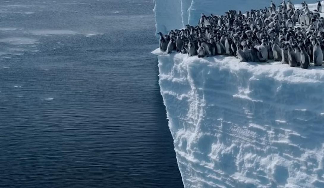 Μωρά πιγκουίνι