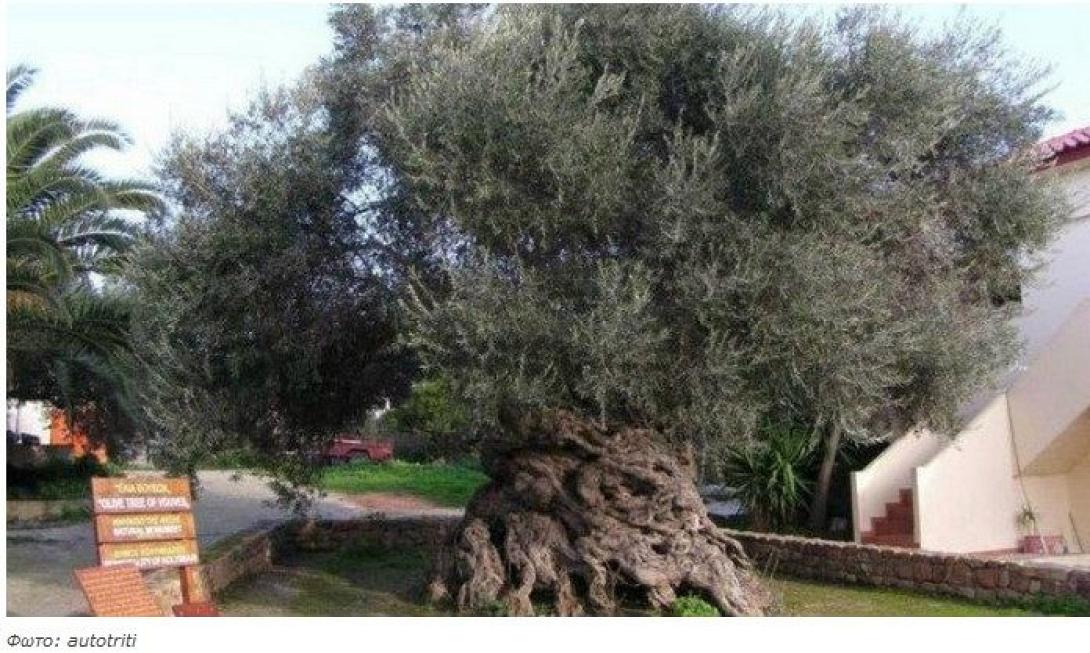 ελια βουβων