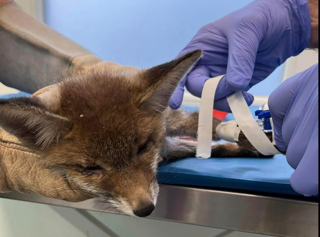 αλεπουδακι