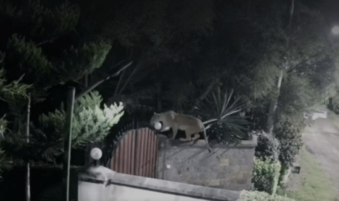 λιονταρι κενυα