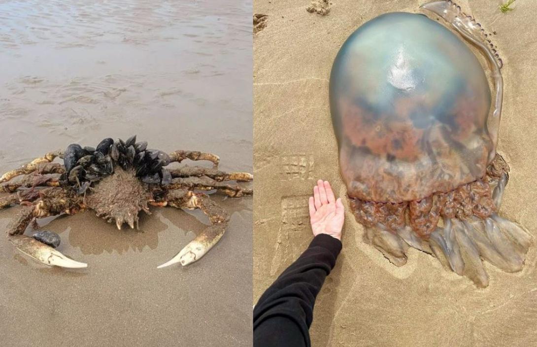 μεδουσες καβουρια