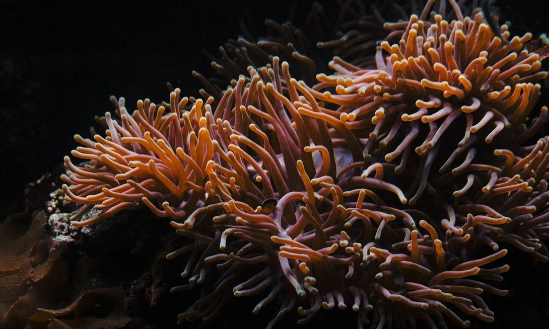 θαλάσια ανεμώνη