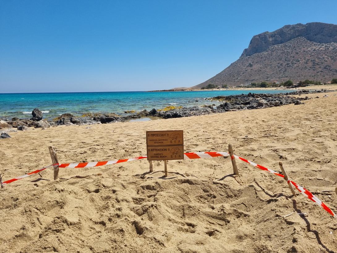 Φωλιές θαλάσσιας χελώνας Caretta caretta στην Παχιά Άμμο
