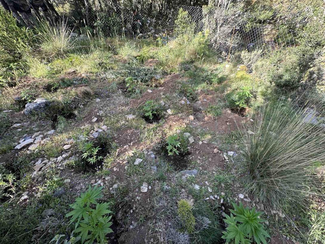 δενδυλια κάναβης