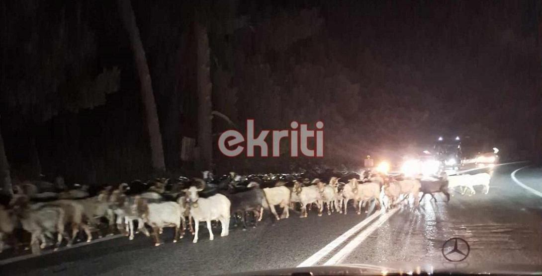 πρόβατα φόδελε