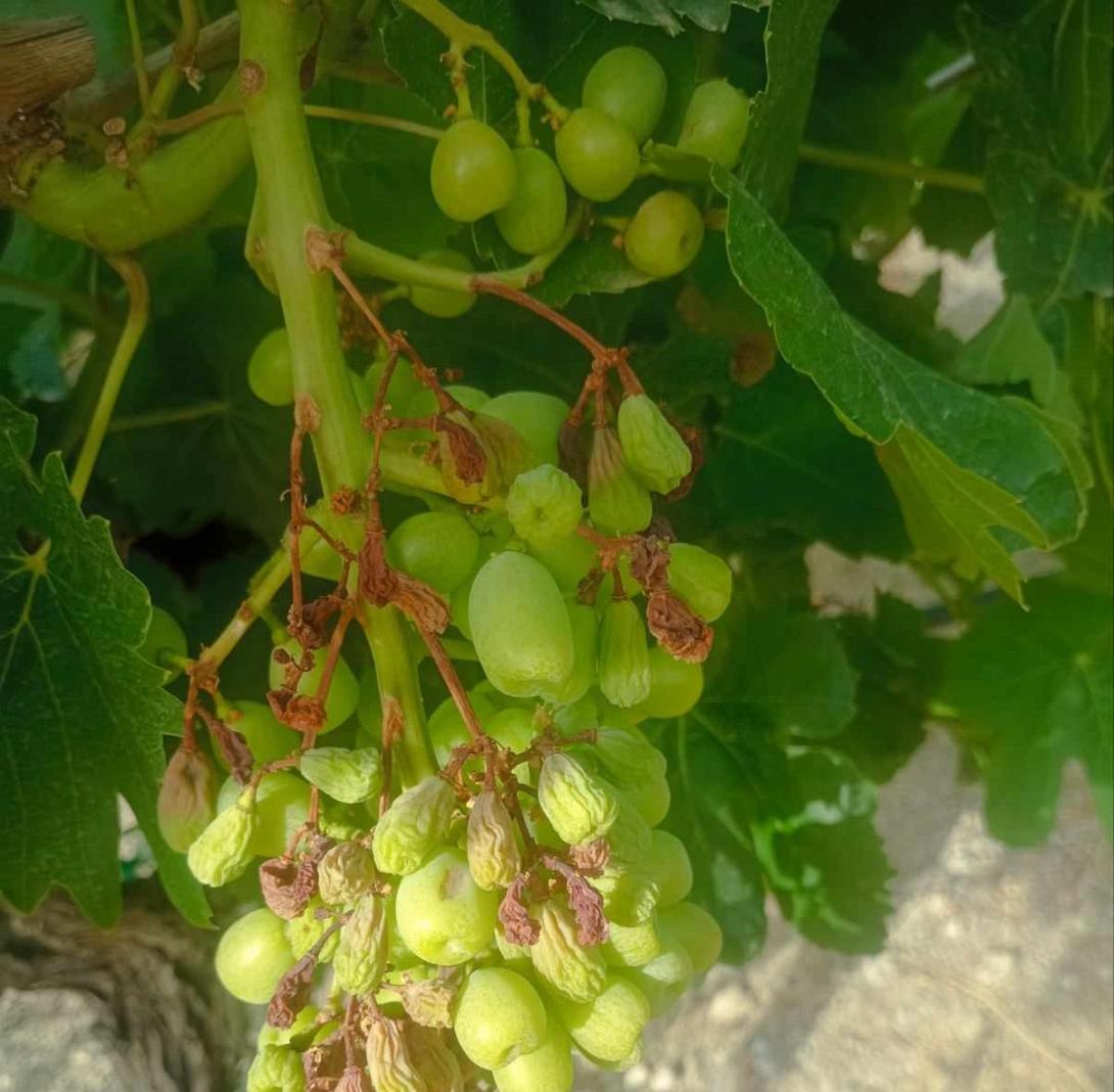 ζημιες στα αμπέλια