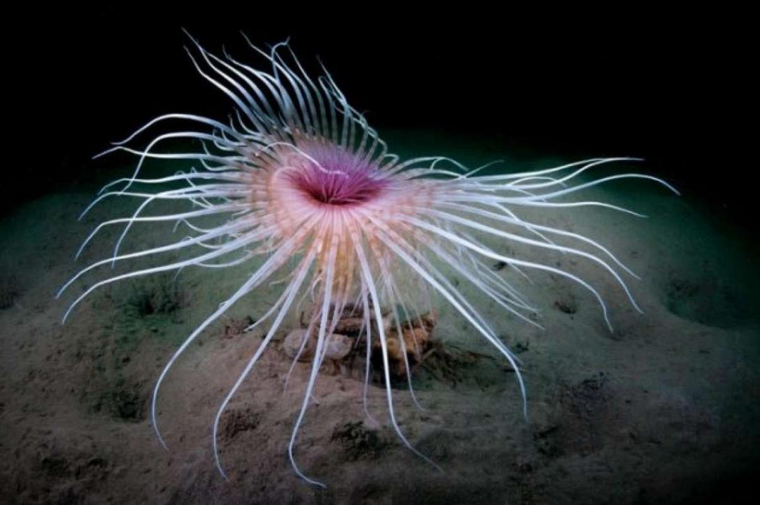 θαλάσσια ανεμώνη 