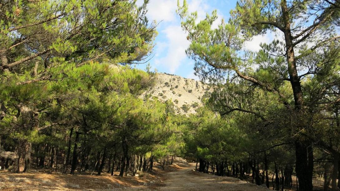 δασος Σύμης - βιαννος