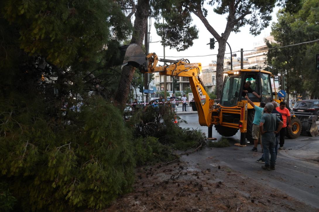 δέντρο σμπώκου