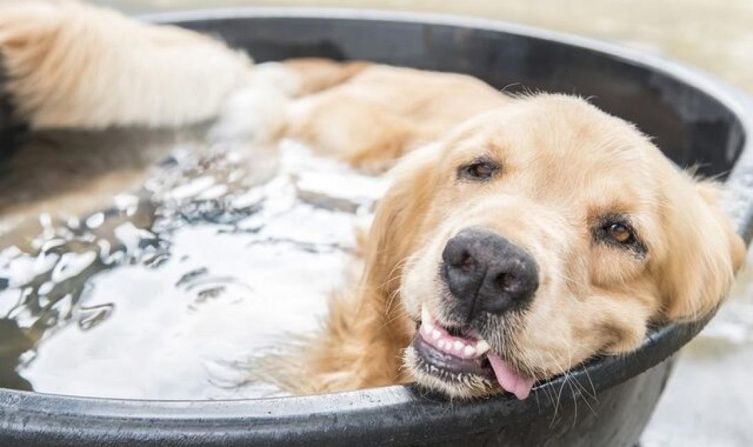 σκύλος καύσωνας