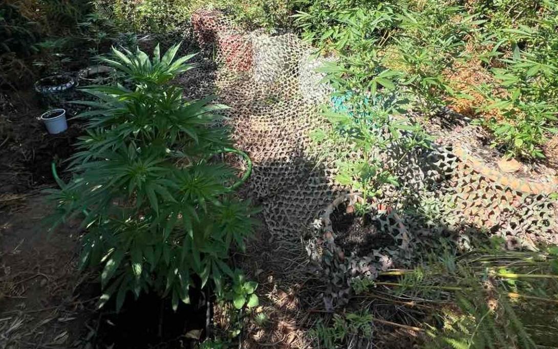 ΧΑΣΙΣΟΦΥΤΕΙΑ