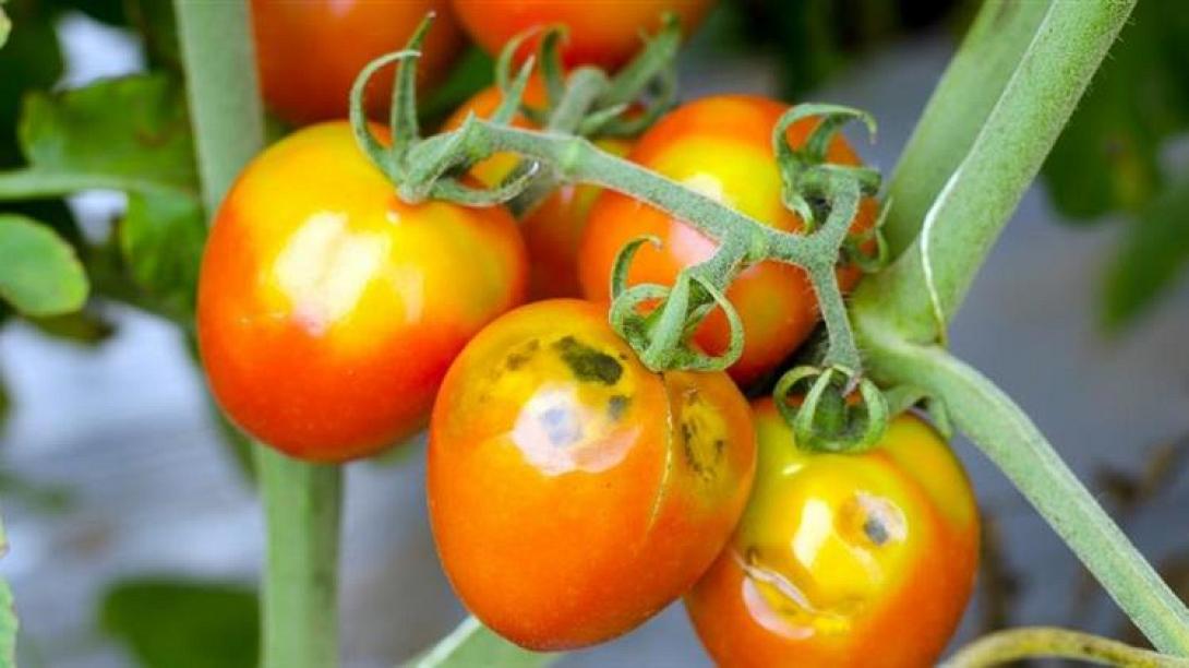 καστανή ρυτίδωση