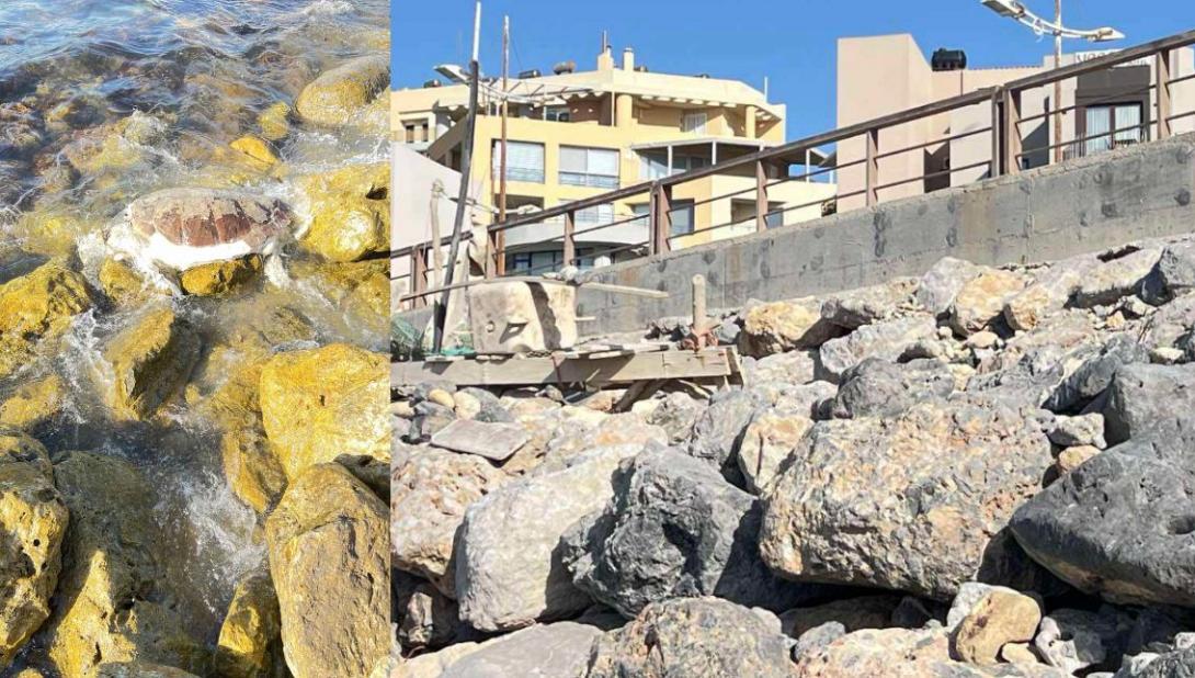 ΝΕΚΡΗ ΧΕΛΩΝΑ ΣΤΟ ΔΕΡΜΑΤΑ