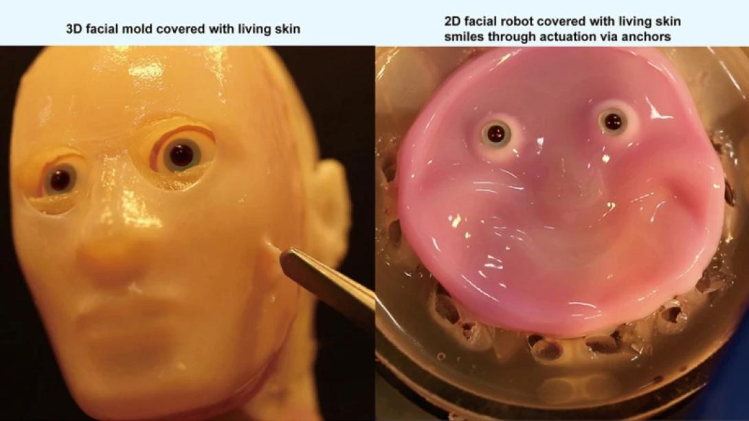 ρομποτ δερμα