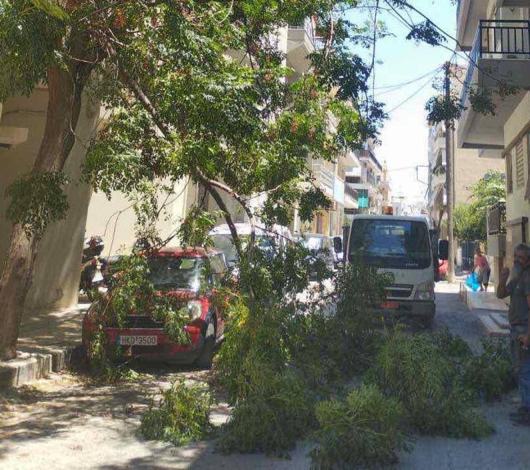 πτώση κλαδιών 