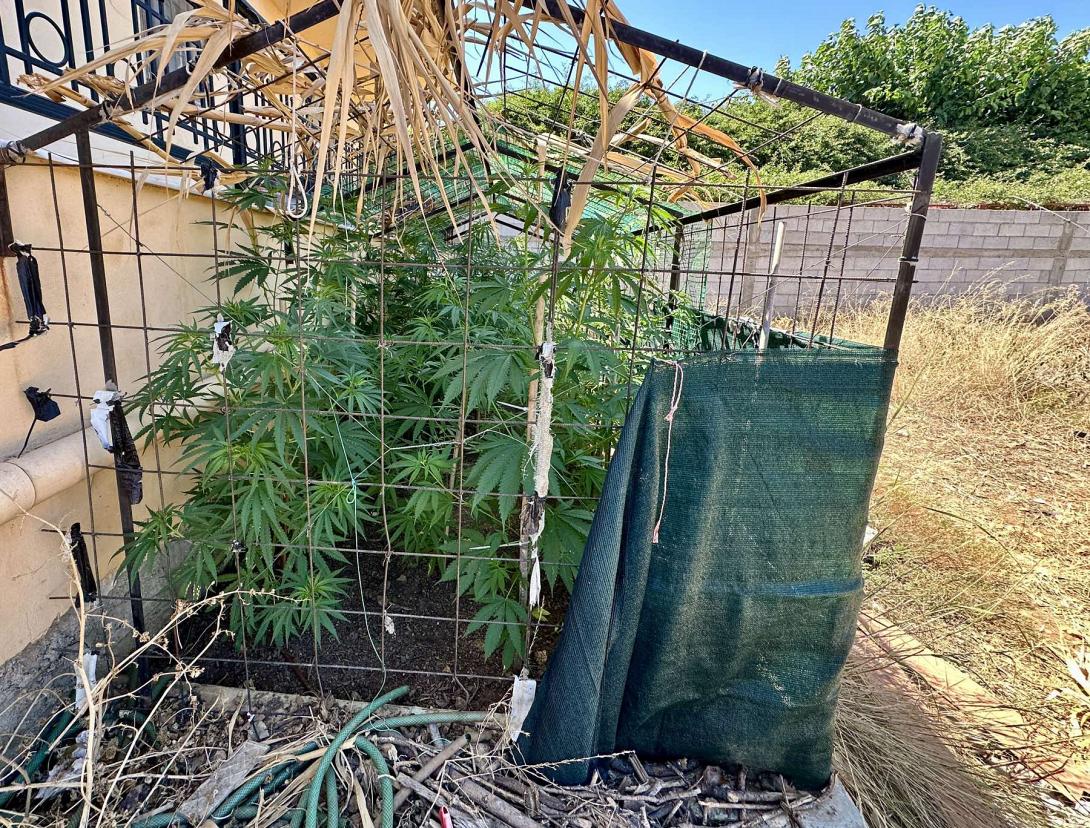 χασισσοδεντρα