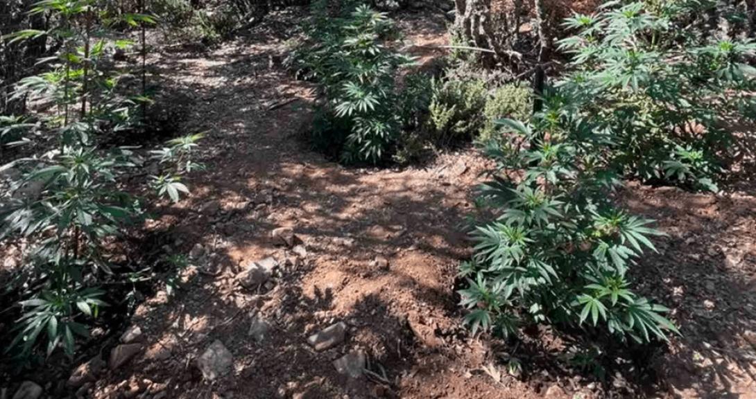 φυτεια ανωγεια