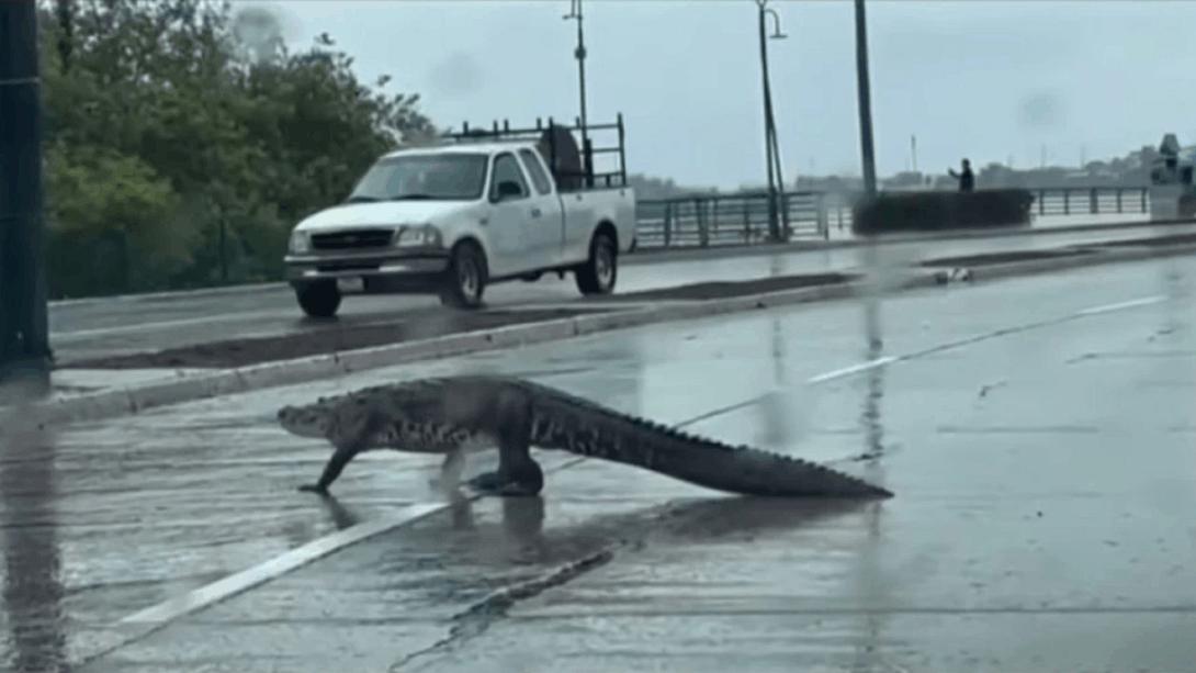 κροκοδειλος μεξικο