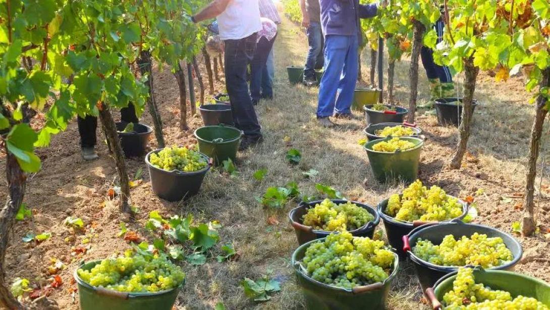 αμπέλι - σταφύλια 