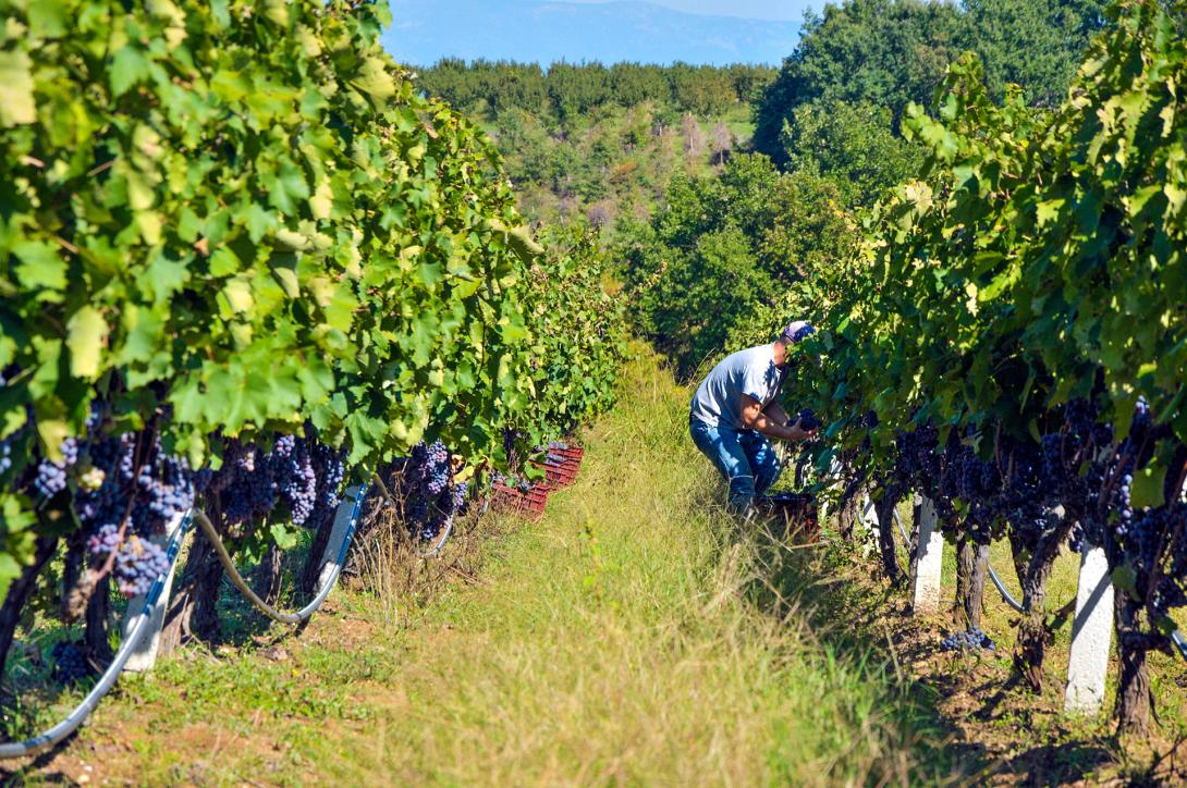 αμπέλι - σταφύλια 