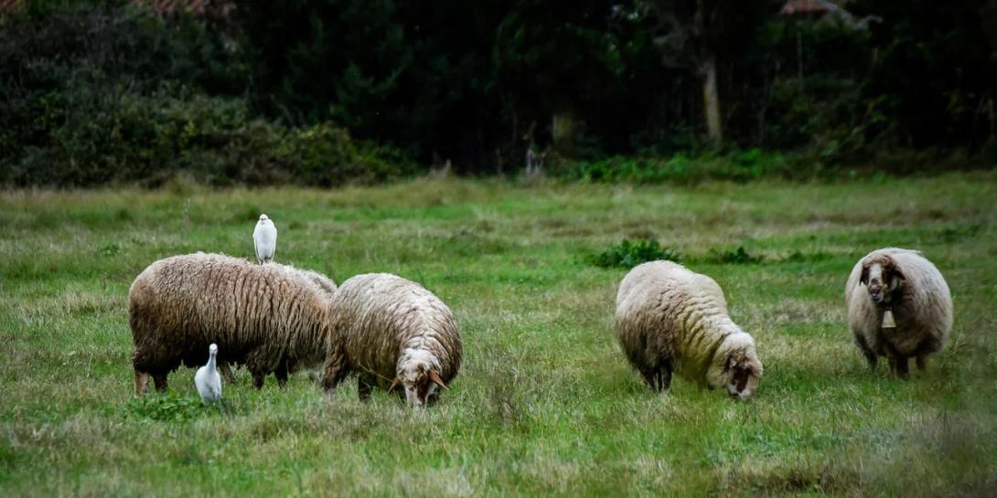 αιγοπρόβατα
