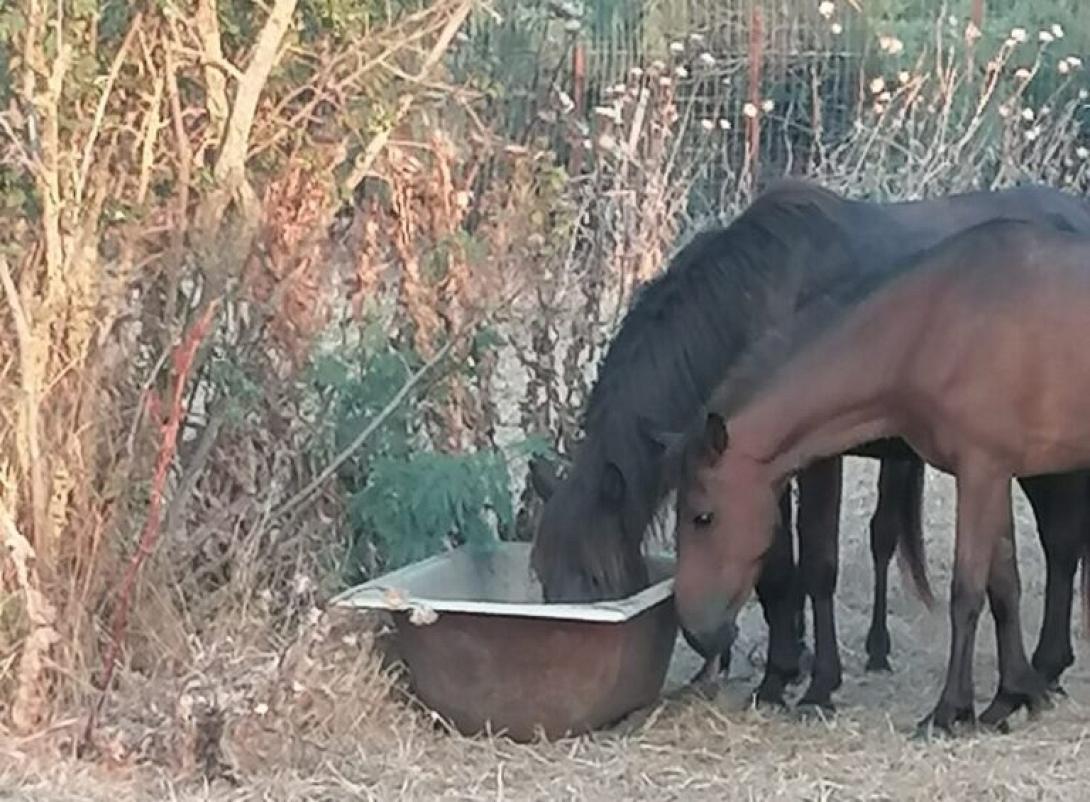 άλογα Έβρος λειψυδρία