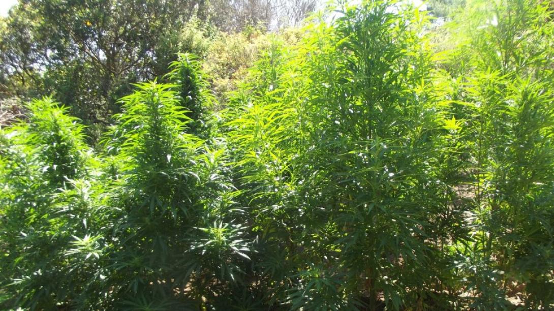 δενδρύλια κάνναβης