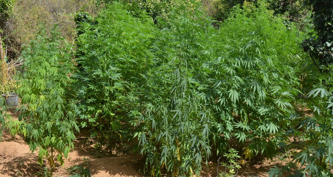 χασισοφυτεια