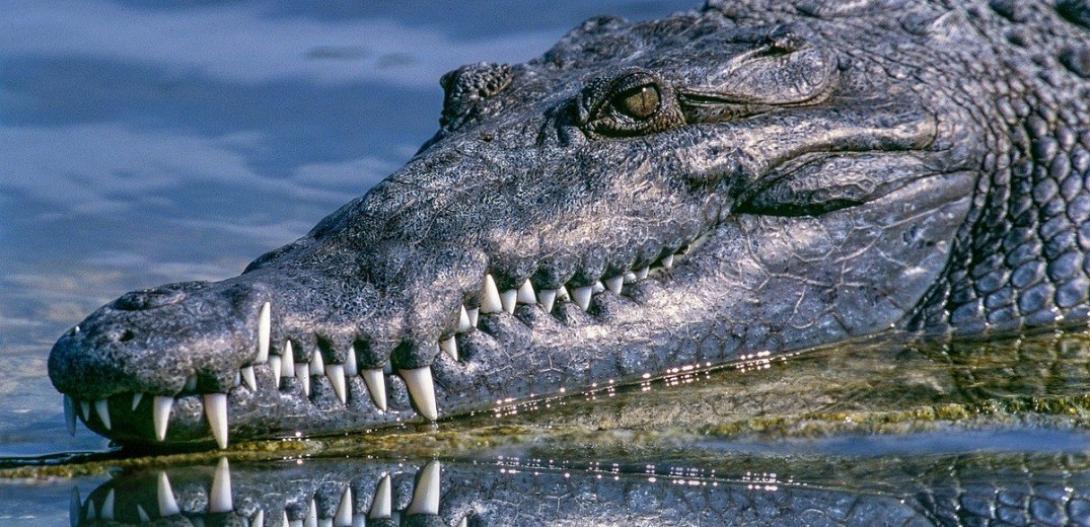 Κροκόδειλος 