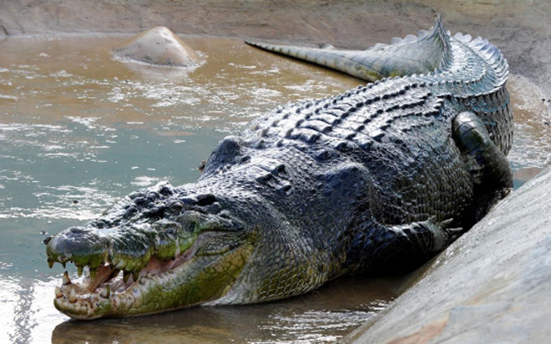 Κροκόδειλος 