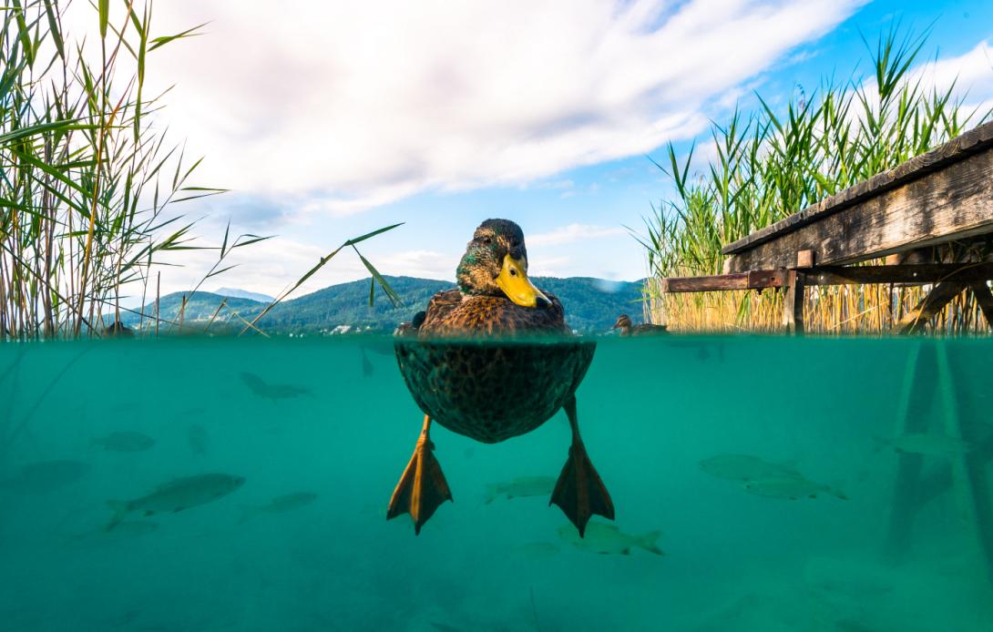 Το Σύνδρομο της πάπιας