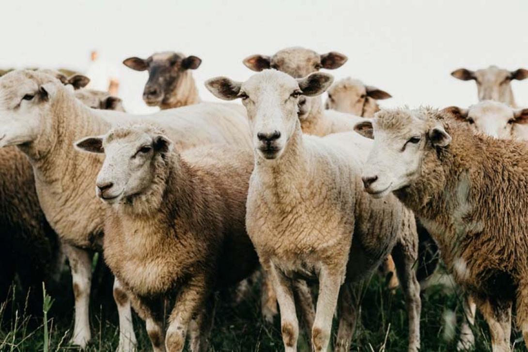 πρόβατα 