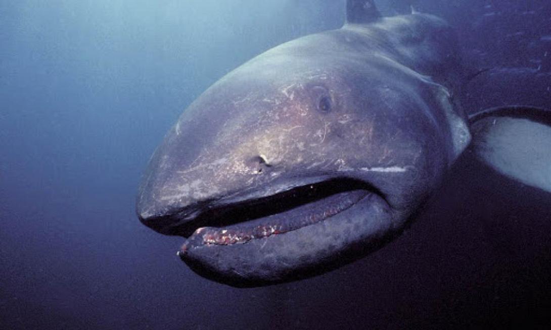 μεγαλοστομος καρχαριας